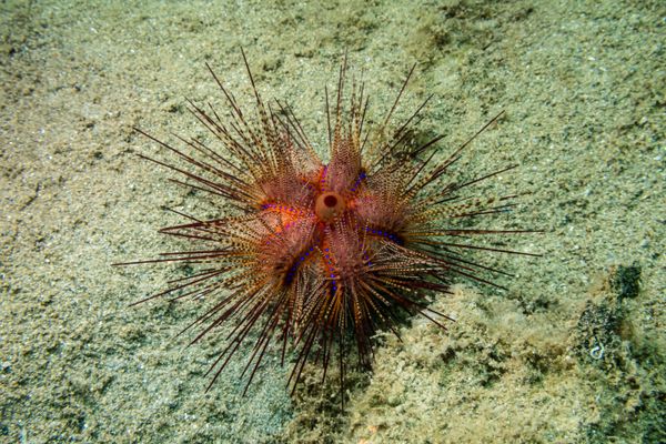 Blue-spotted Urchin - Photo 2
