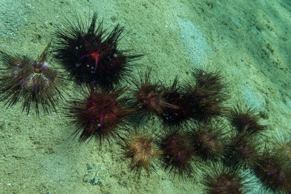 Blue-spotted Urchin - Photo 3