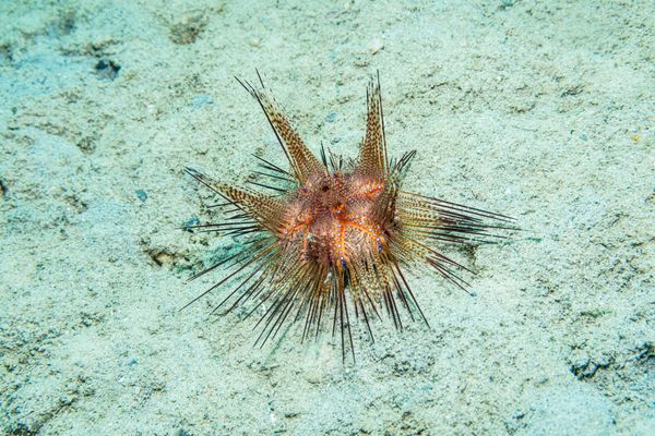 Blue-spotted Urchin - Photo 4