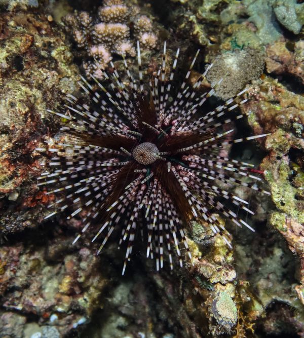 Banded Sea Urchin - Puerto Galera - 9 June 2025 - Dive 0