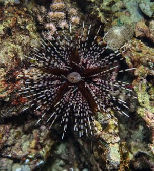 Sea Urchins, Sand Dollars, and Heart Urchins representative species