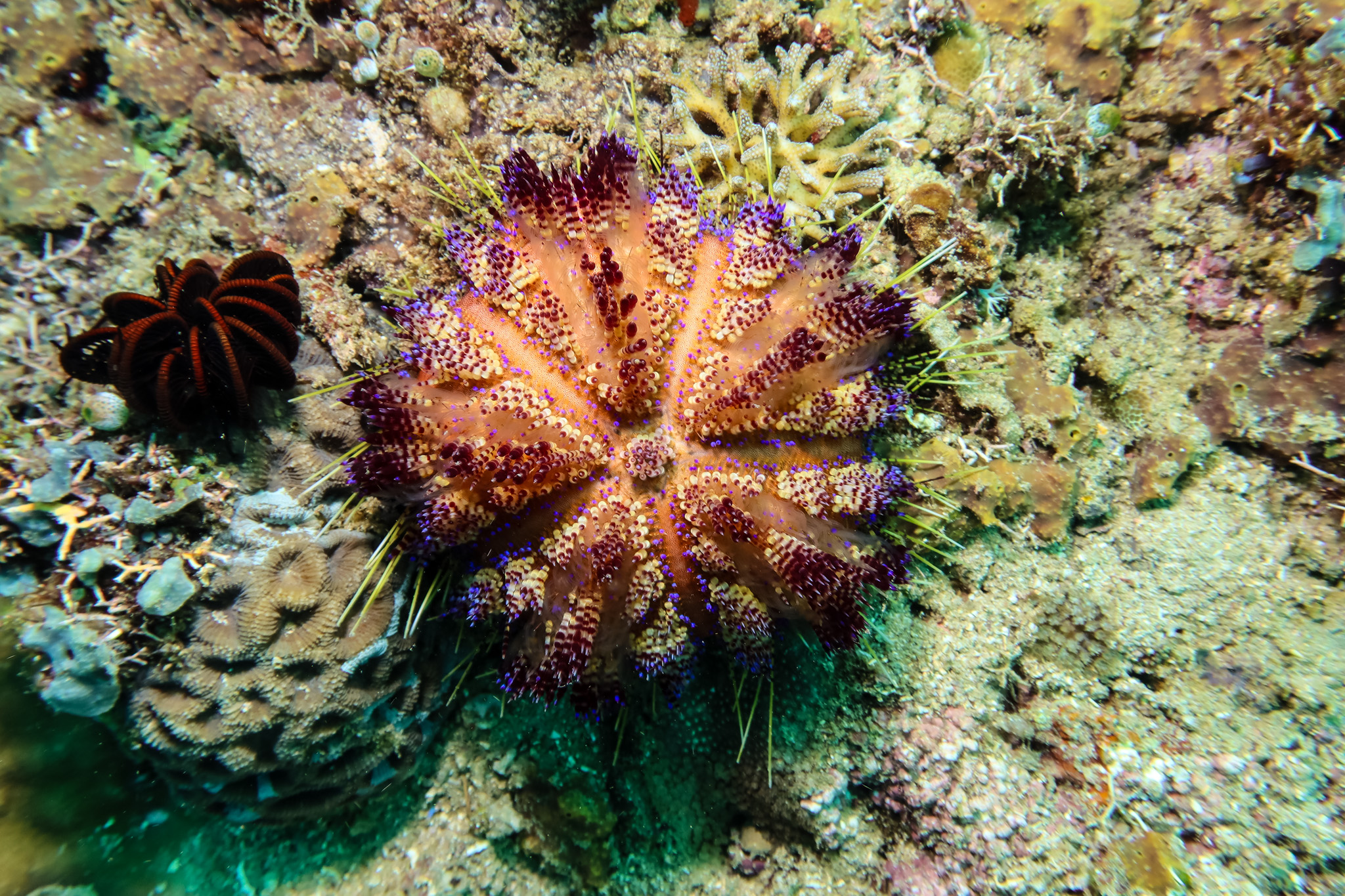 Fire Urchin