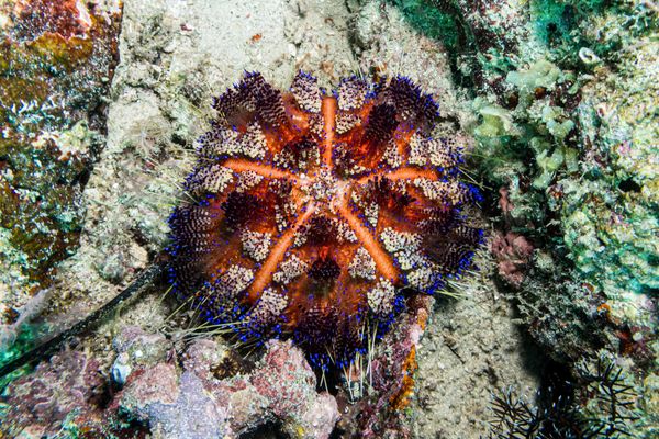 Fire Urchin - Photo 2