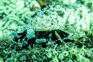 Sea Cucumbers representative species