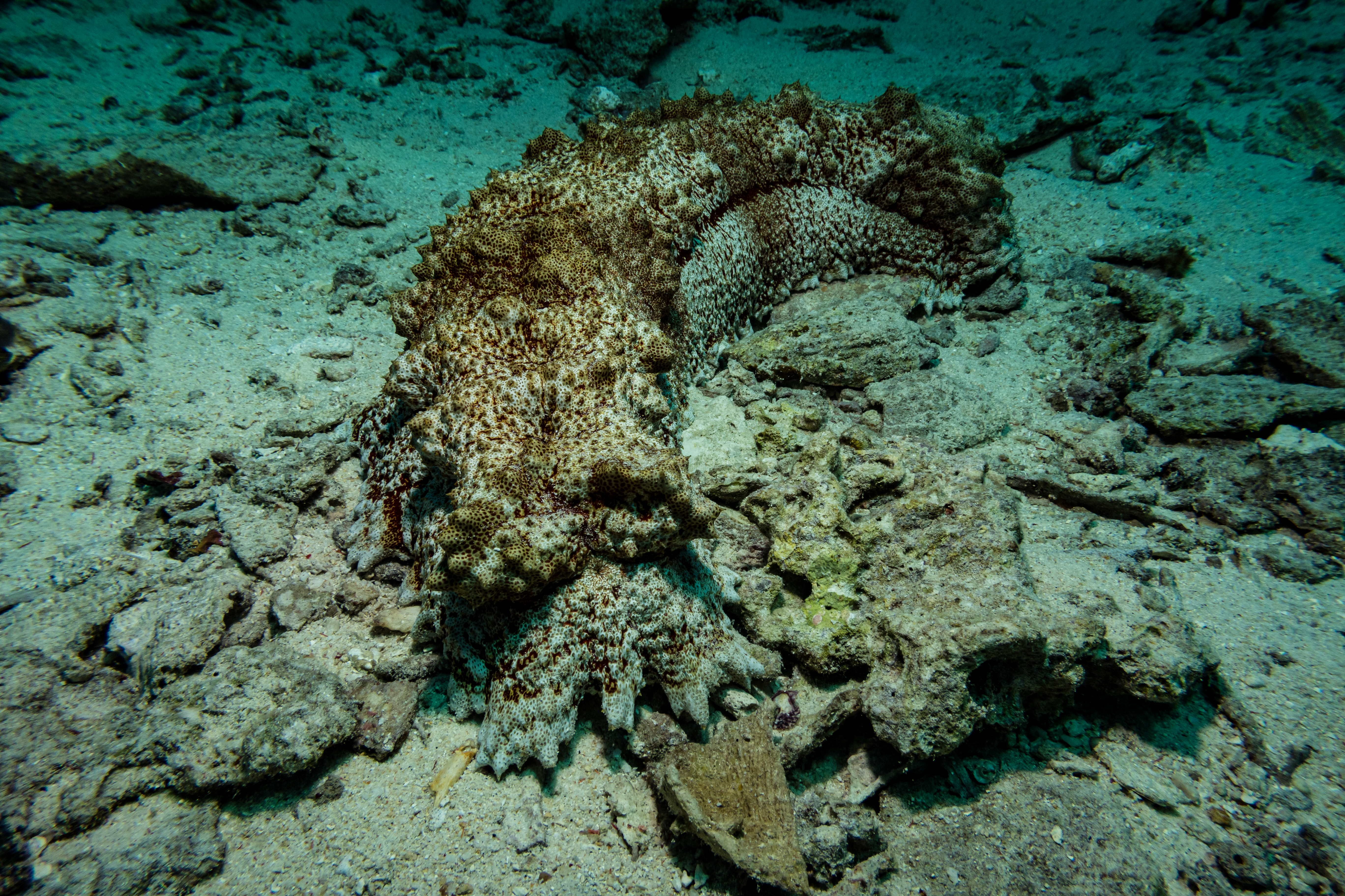 Amberfish Sea Cucumber
