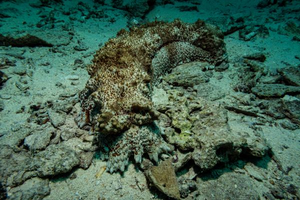 Amberfish Sea Cucumber - Photo 1