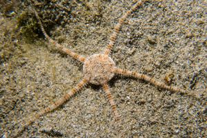 Brittle Stars representative species