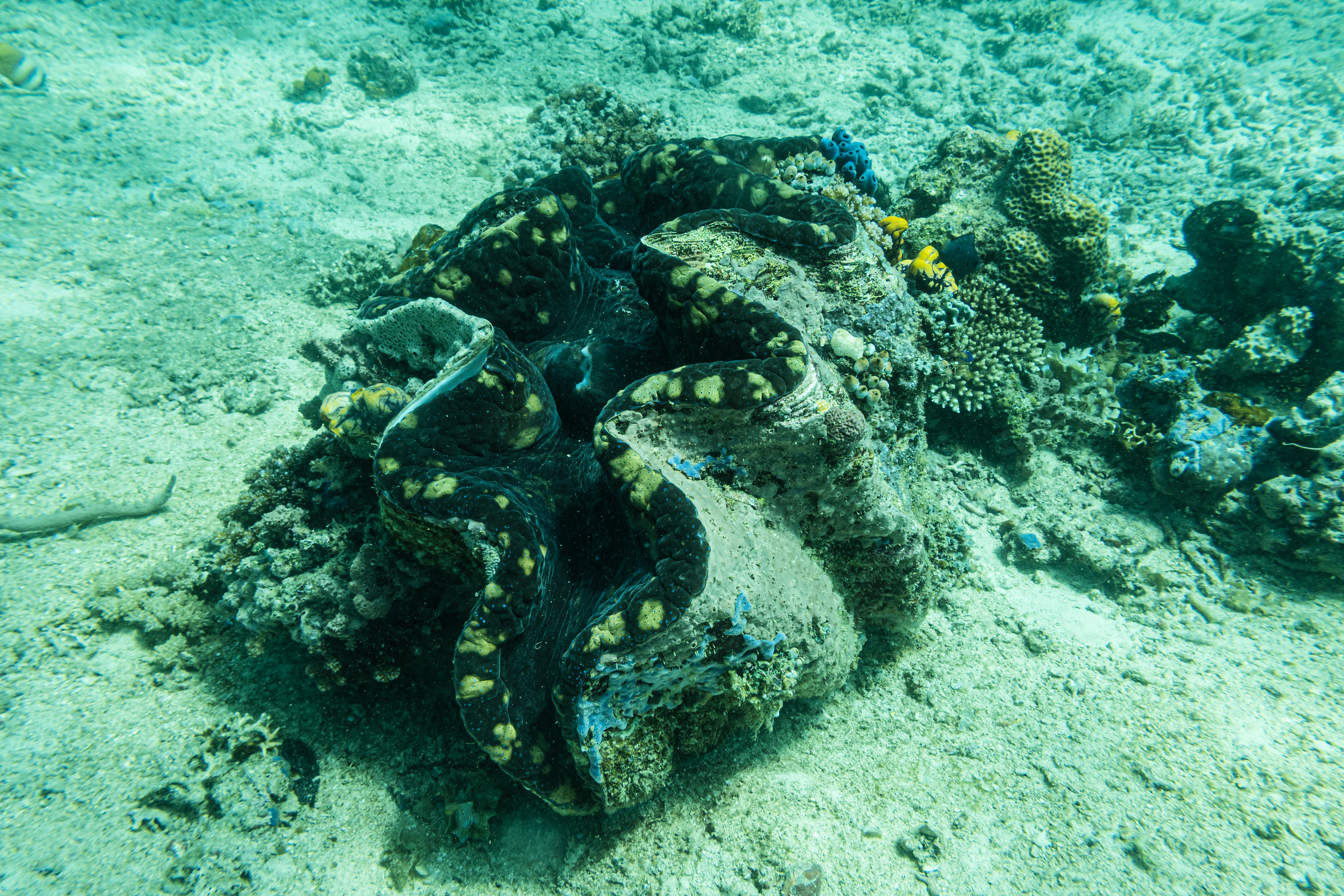 Gigas Giant Clam