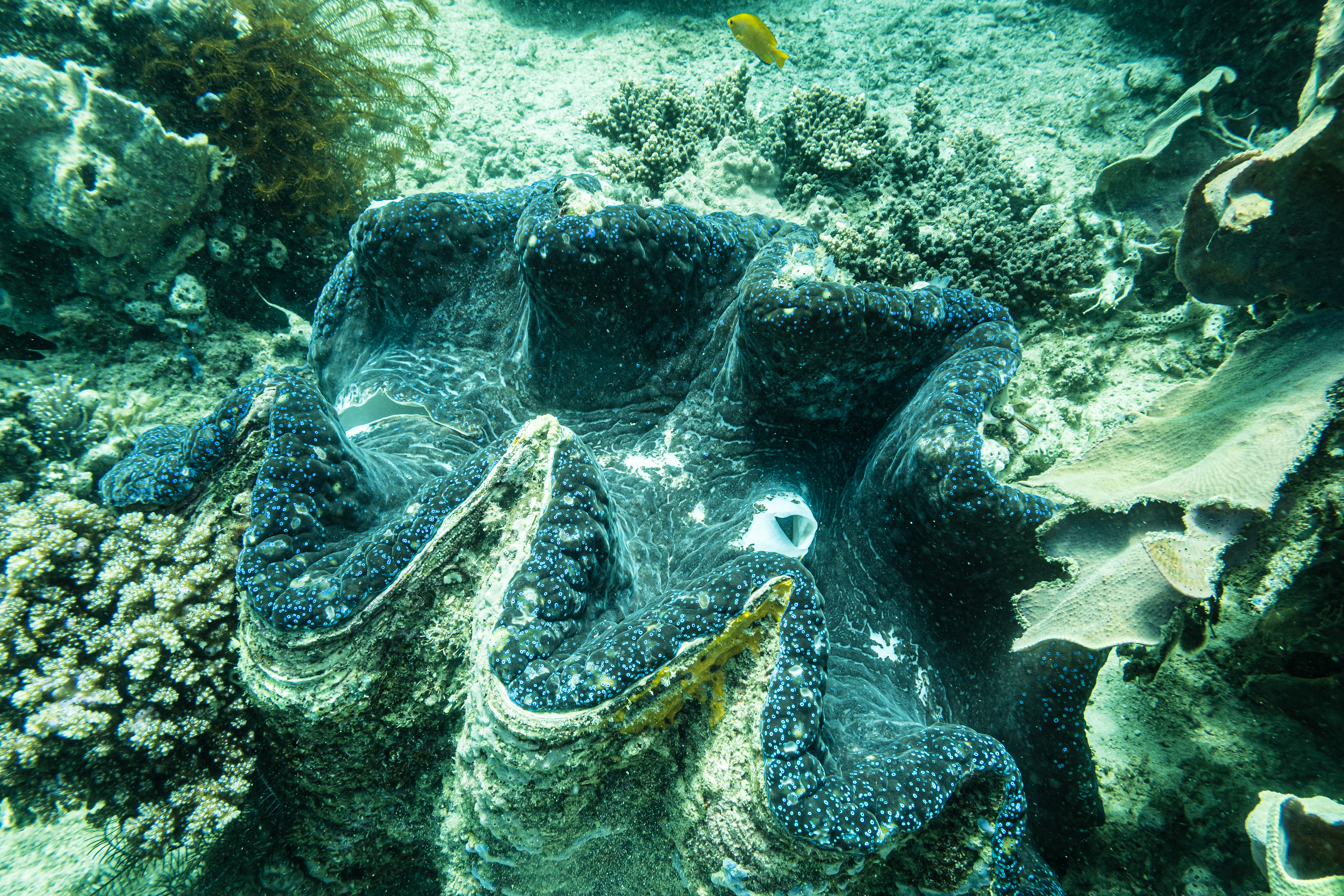Gigas Giant Clam