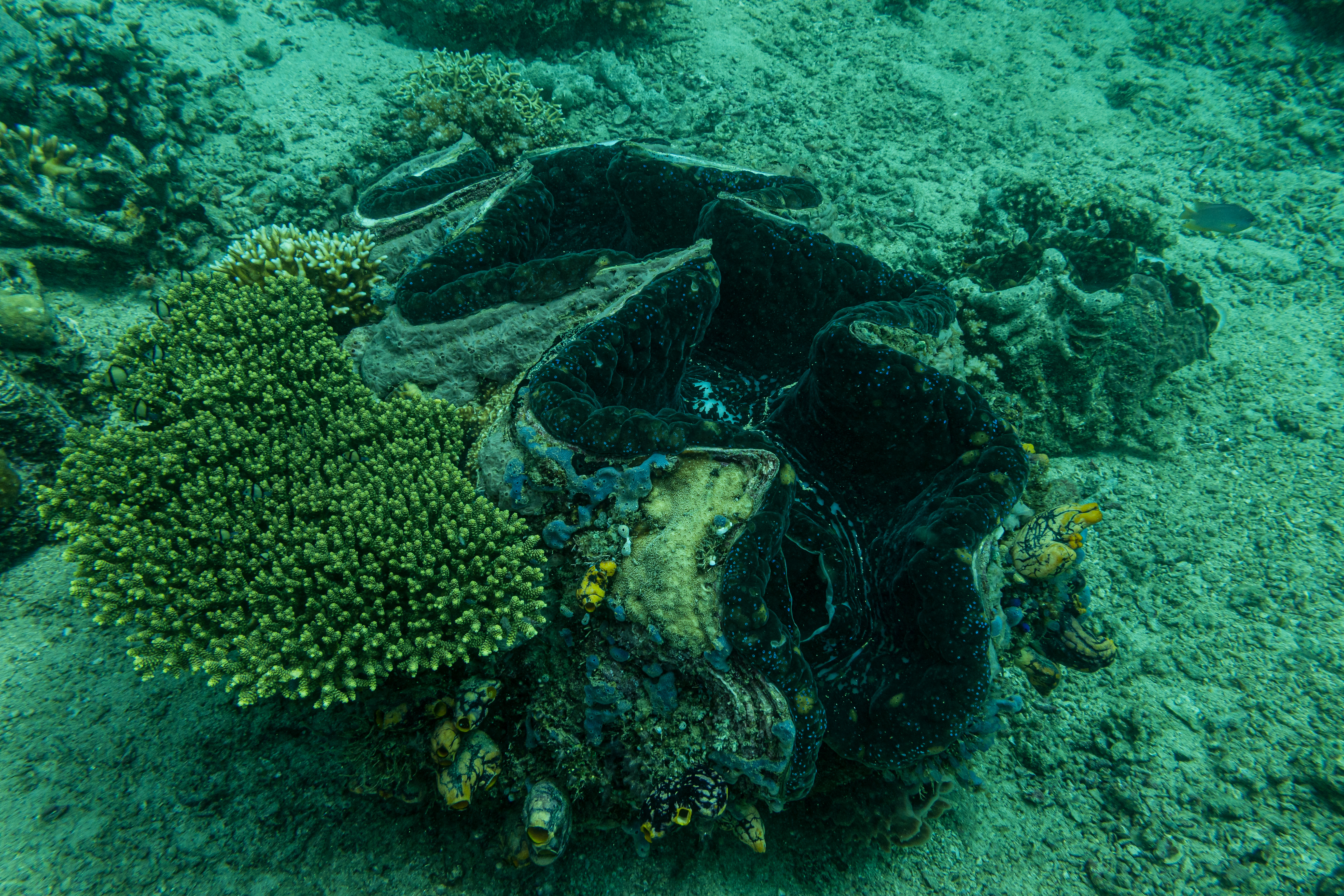 Gigas Giant Clam
