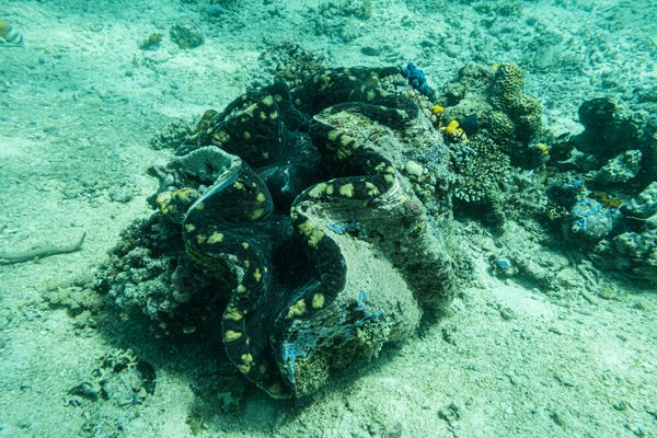 Gigas Giant Clam - Photo 2