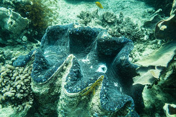 Gigas Giant Clam - Photo 3