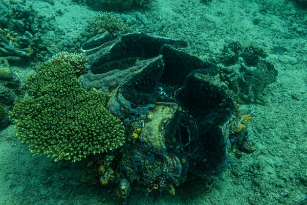 Gigas Giant Clam - Photo 4