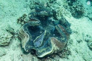 Mollusks representative species