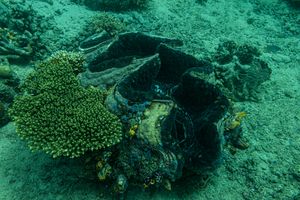 Gigas Giant Clam
