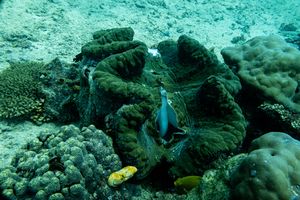 Gigas Giant Clam