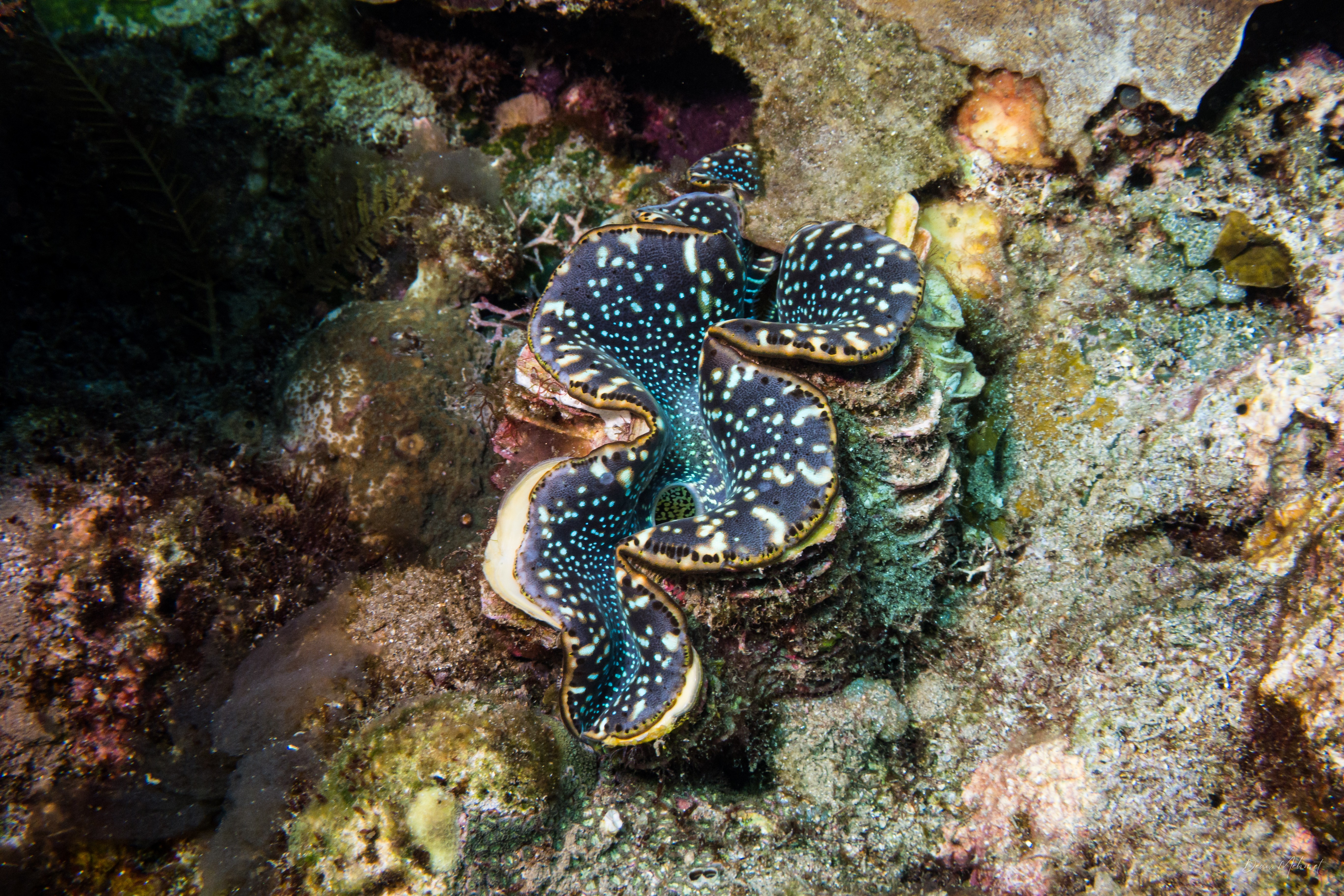 Small Giant Clam