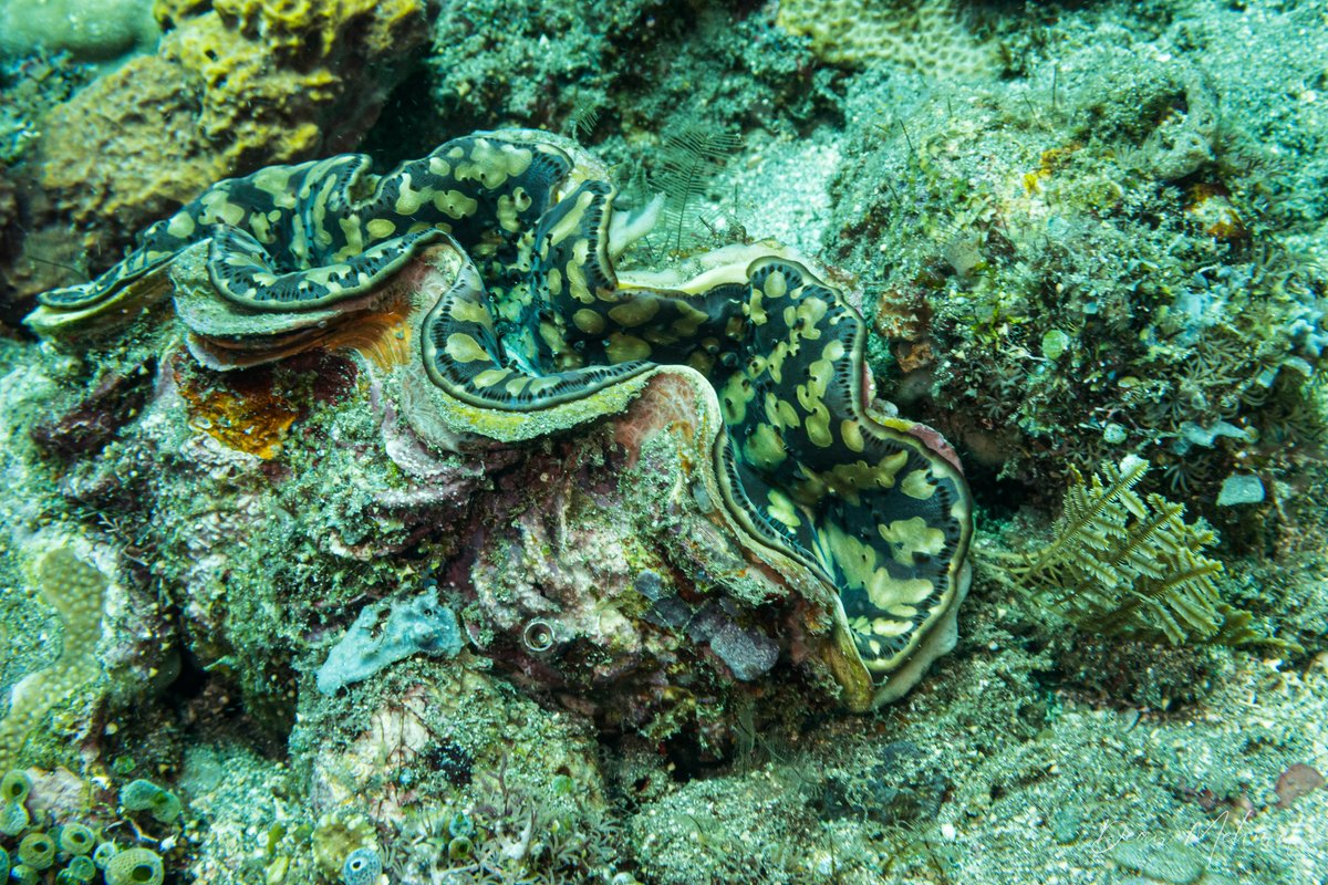 Small Giant Clam
