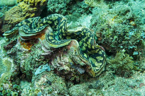 Small Giant Clam - Photo 1