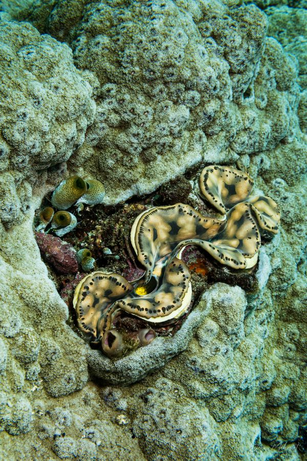 Small Giant Clam - Photo 3