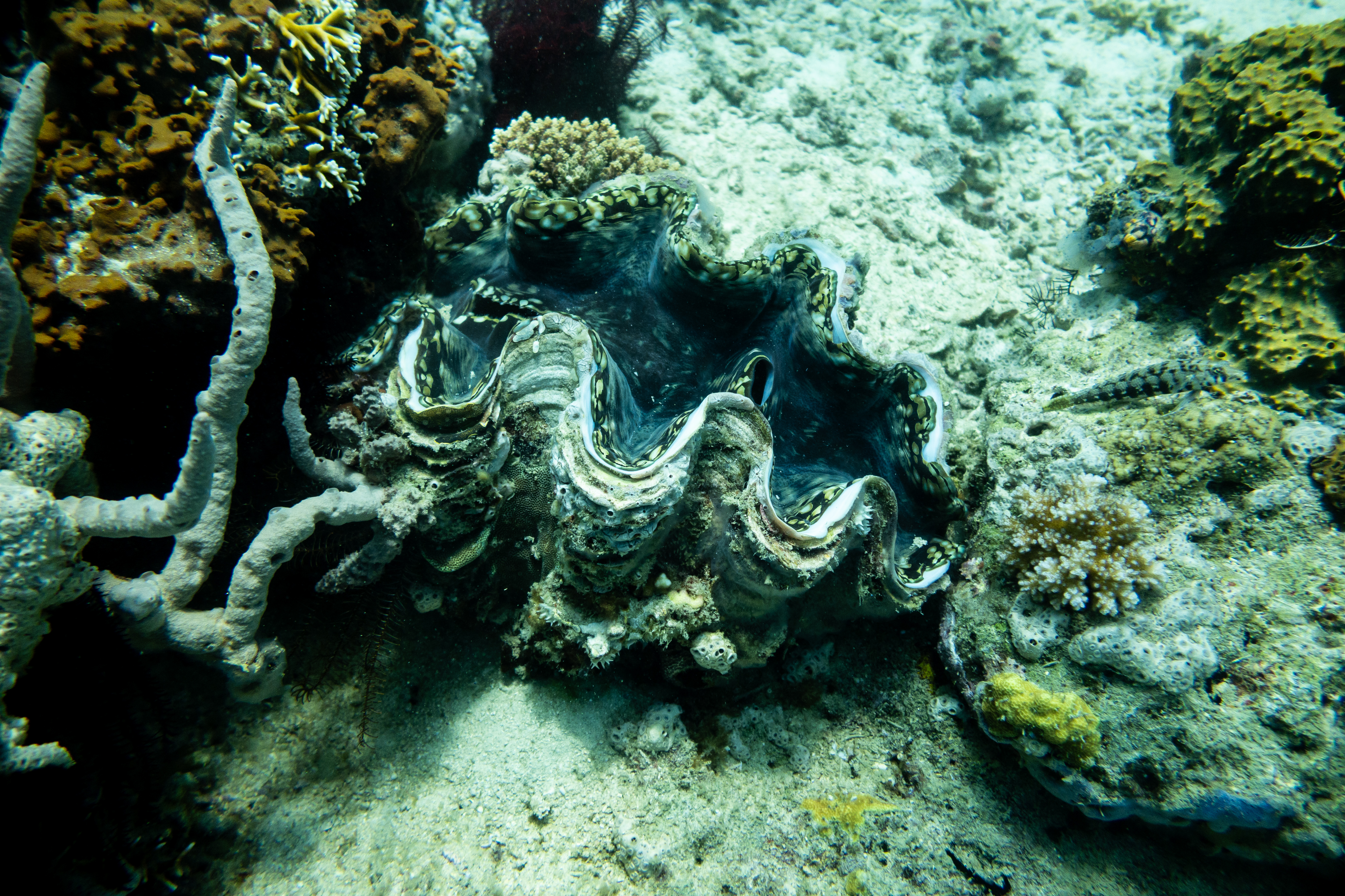 Fluted Giant Clam