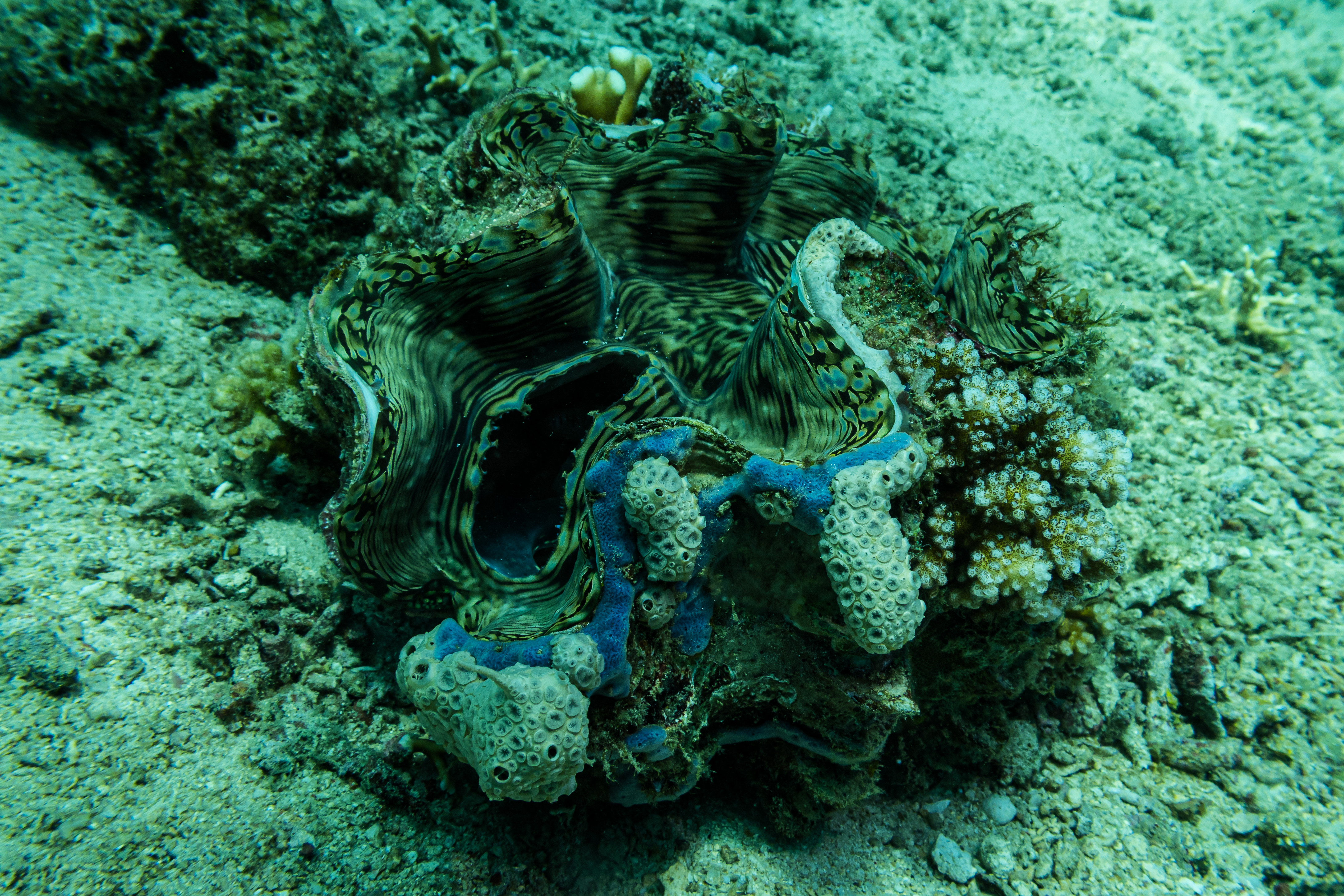 Fluted Giant Clam