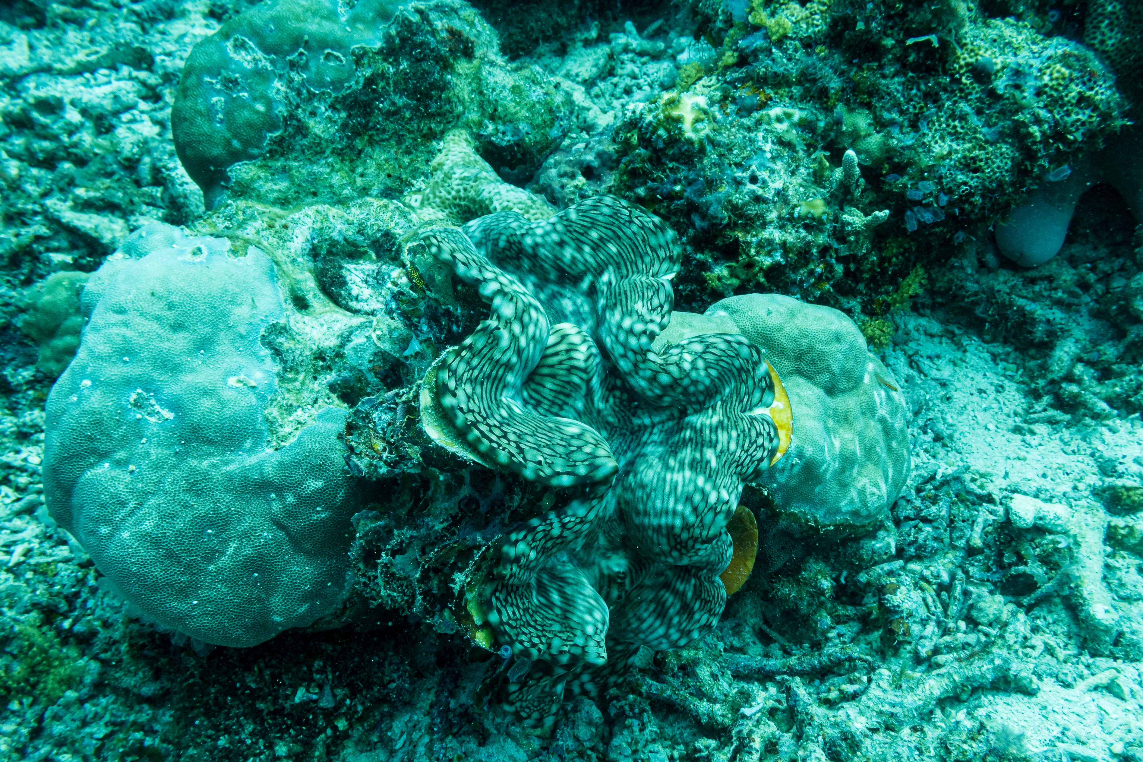 Fluted Giant Clam