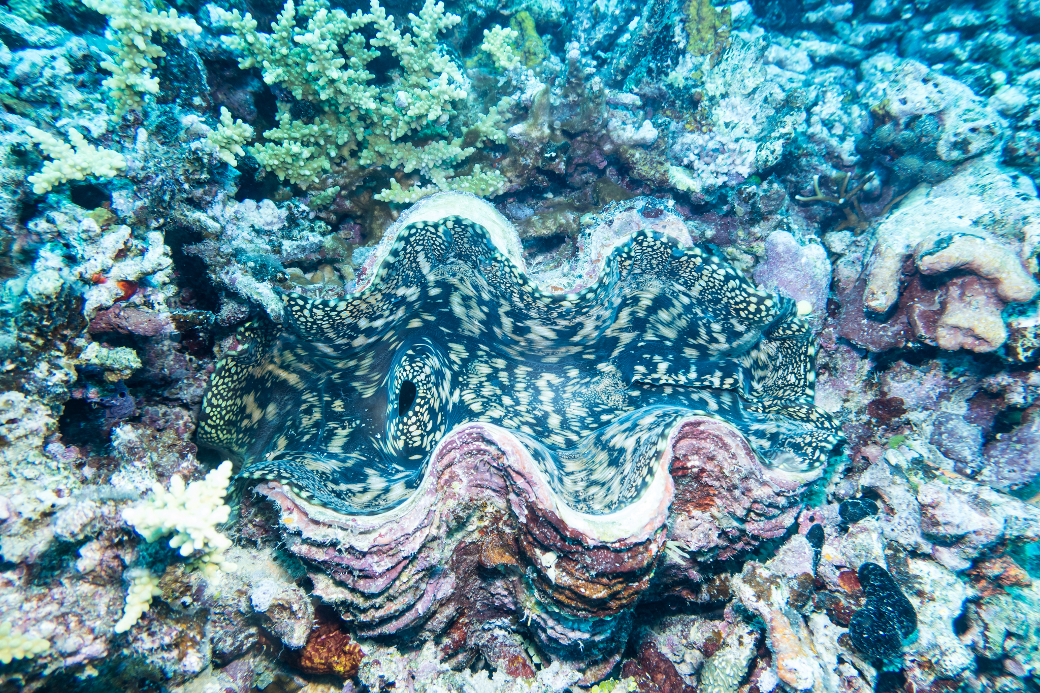 Fluted Giant Clam
