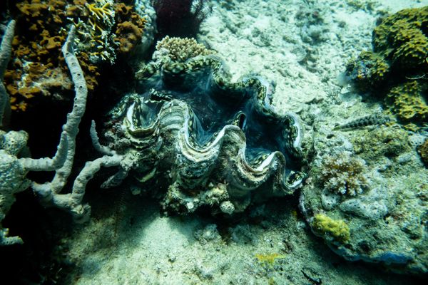 Fluted Giant Clam - Photo 1