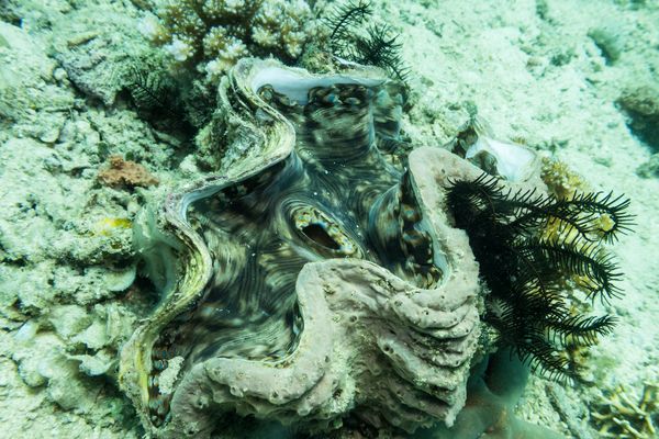 Fluted Giant Clam - Photo 3