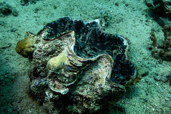 Fluted Giant Clam - Photo 5