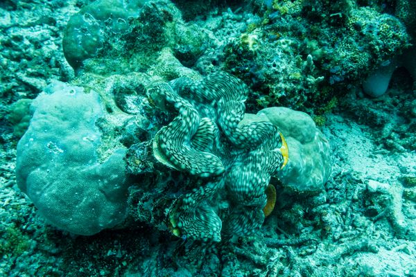 Fluted Giant Clam - Photo 6