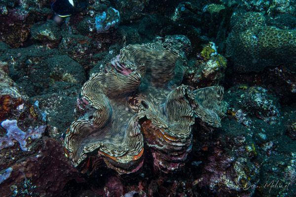 Fluted Giant Clam - Photo 7