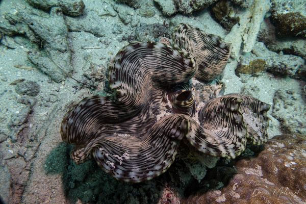 Fluted Giant Clam - Photo 8