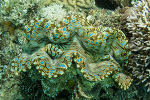 Fluted Giant Clam