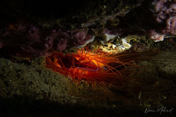 Electric Fileclam - Puerto Galera - 21 May 2026 - Dive 2 - Fantasea Reef