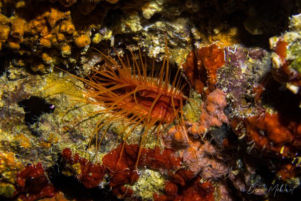 Electric Fileclam - Moalboal, Philippines - 8 August 2026 - Dive 2 - Pescador Island (Cathedral)