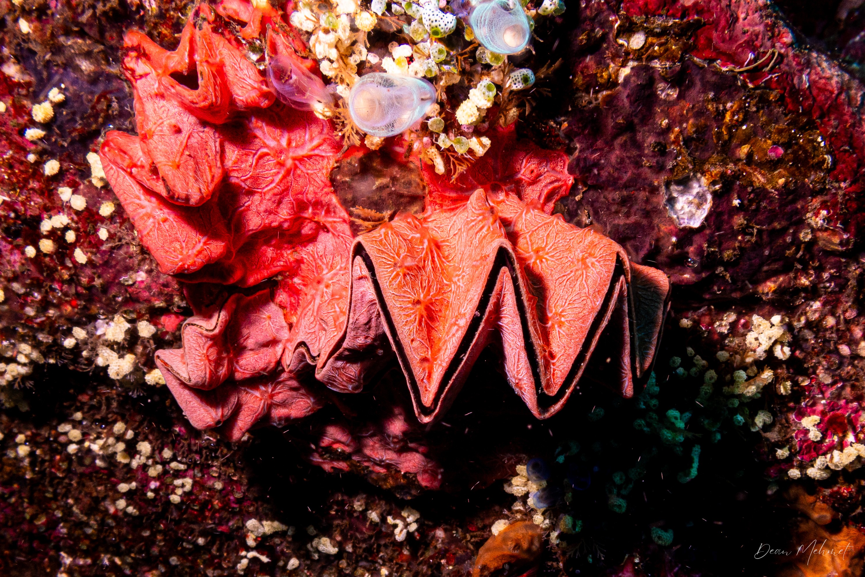 Cockscomb Oyster