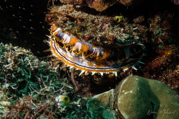Giant thorny oyster - Photo 1