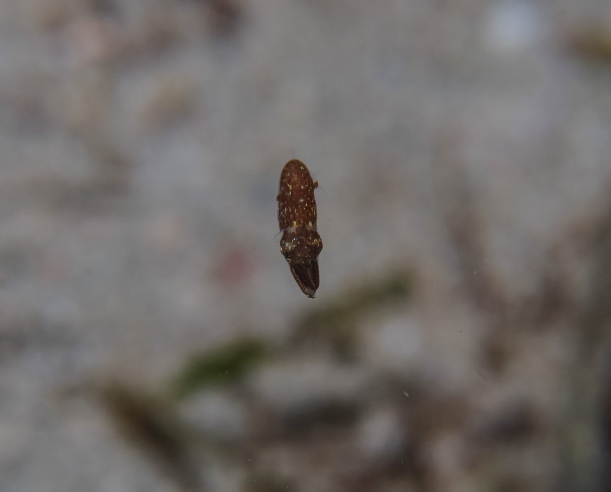 Southern Pygmy Idiosepiid hero image
