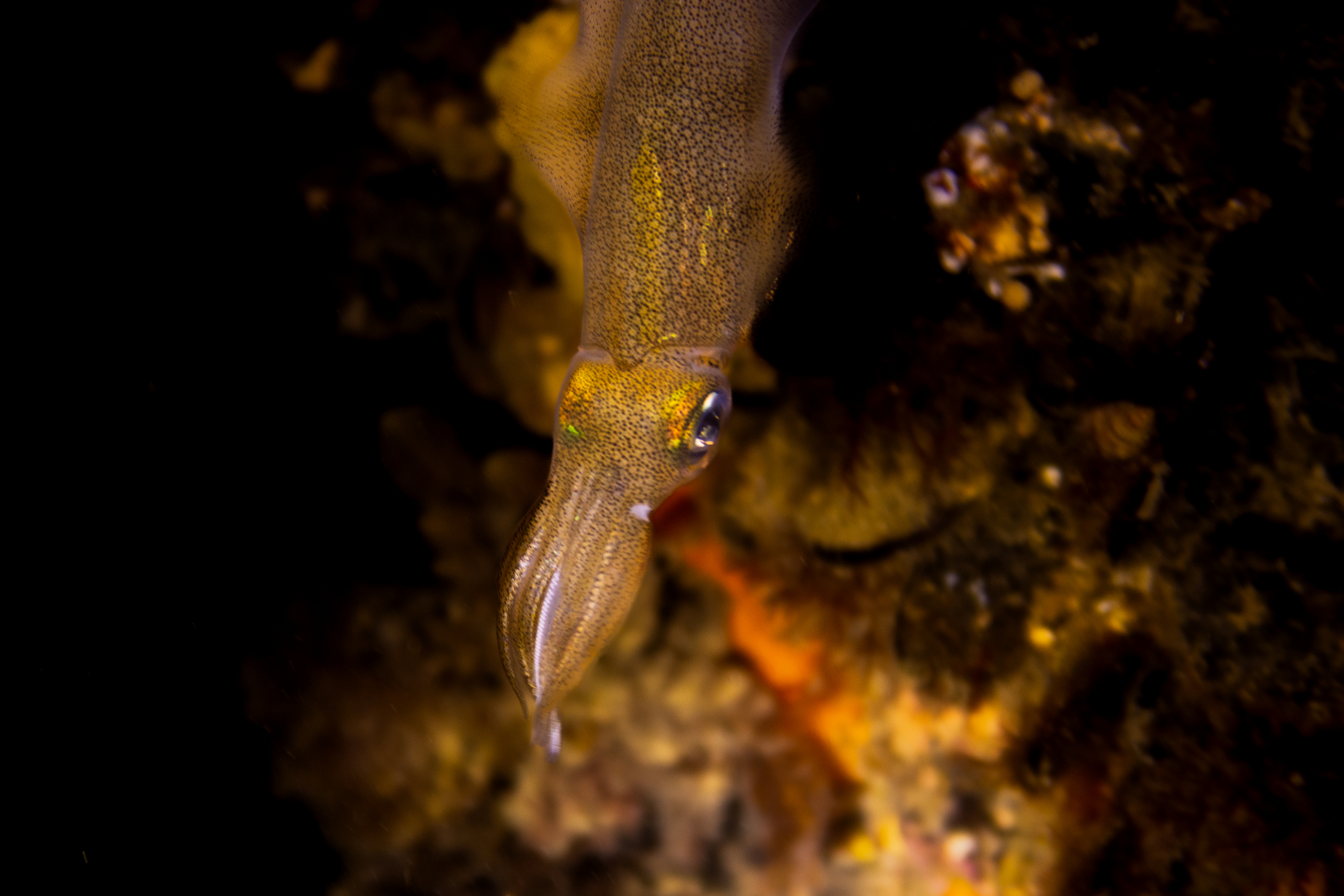Southern Calamari Squid