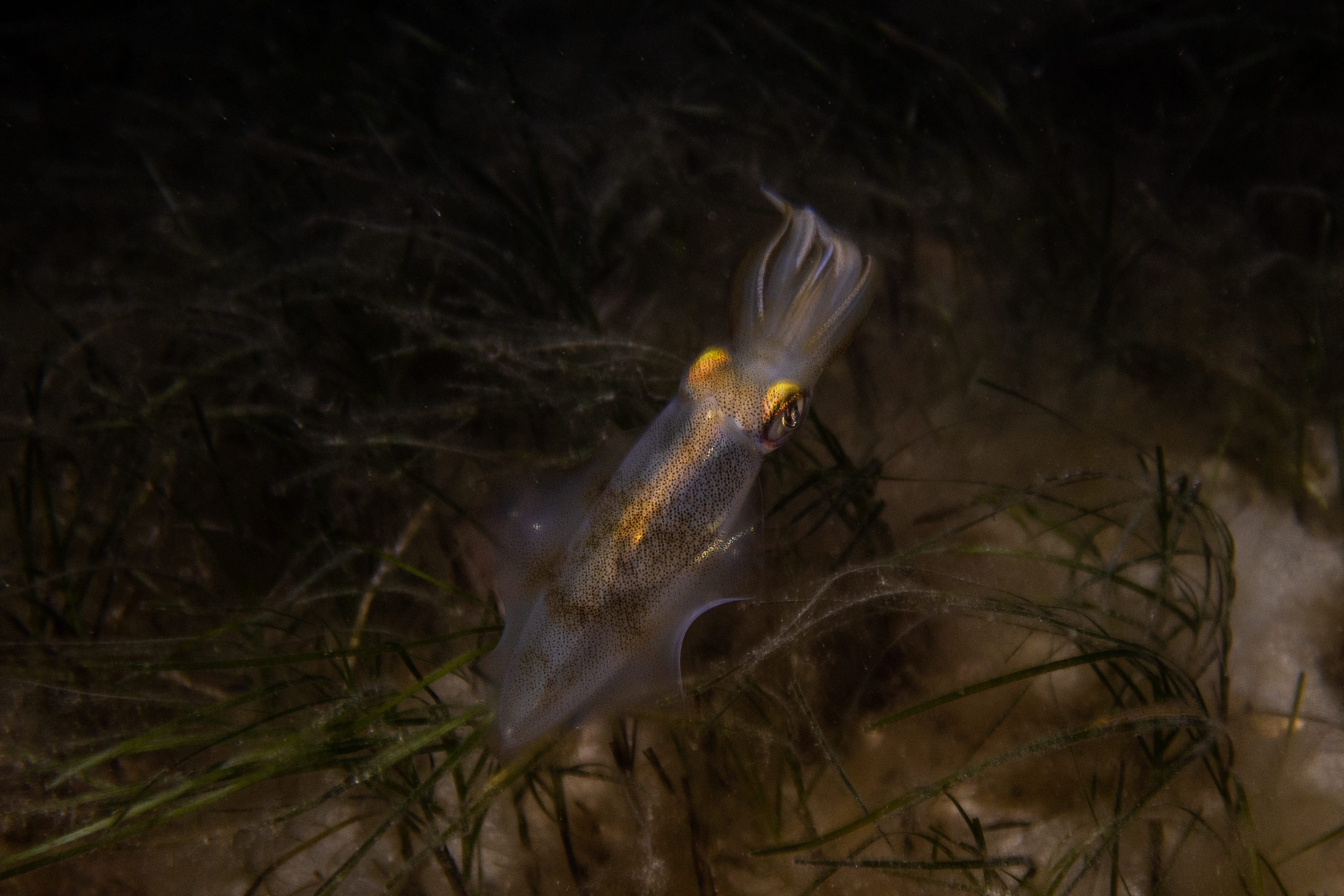 Southern Calamari Squid