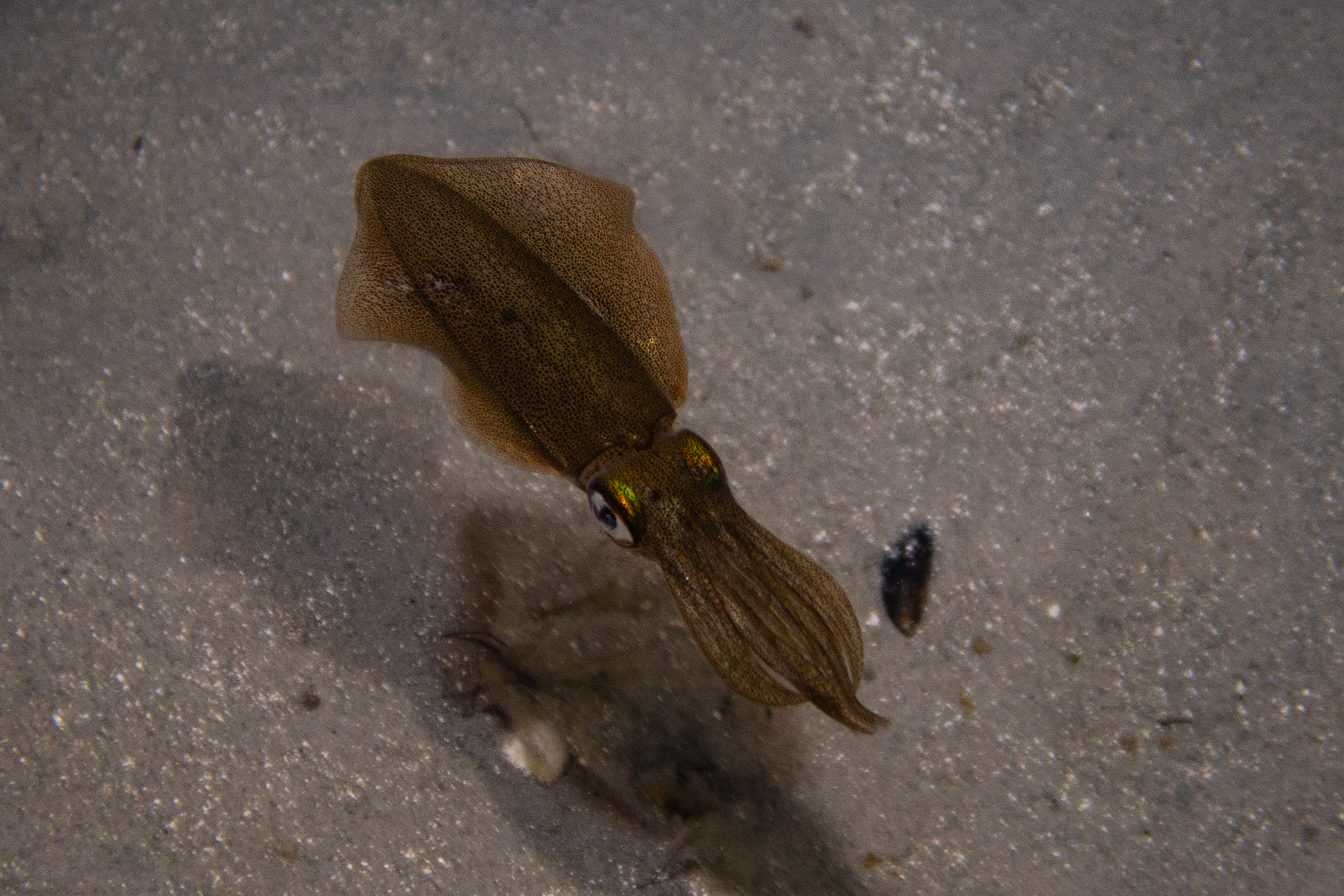 Southern Calamari Squid