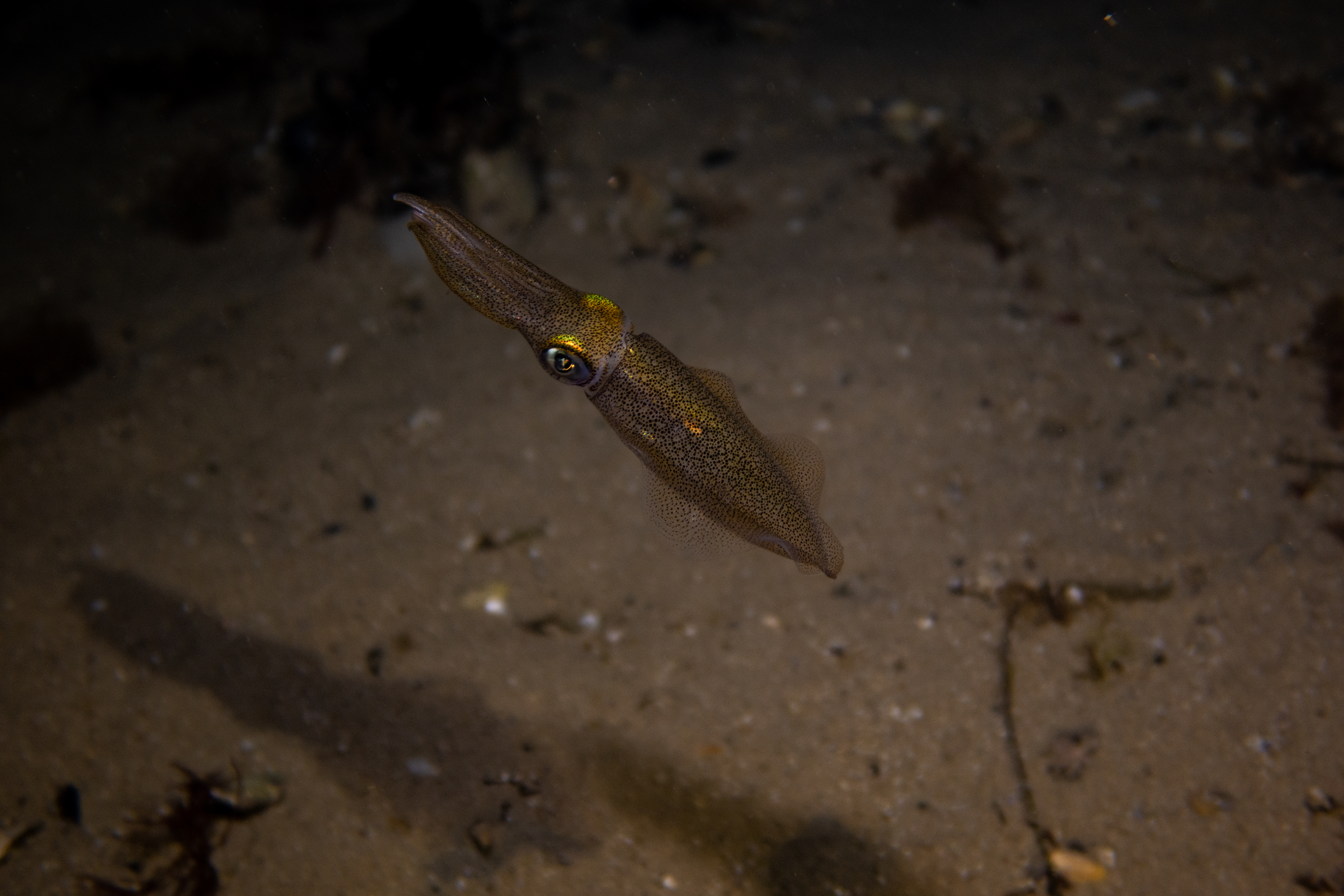 Southern Calamari Squid