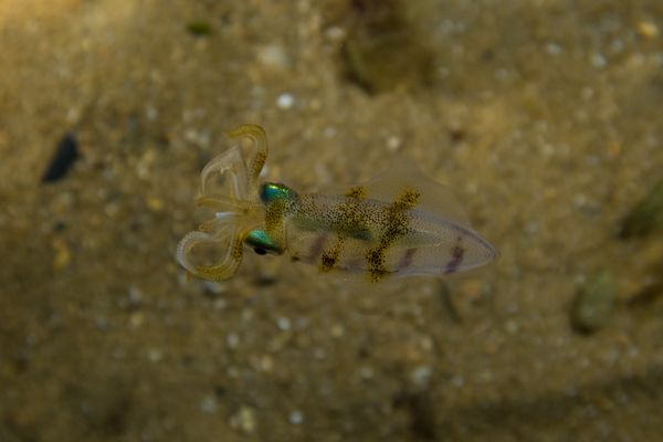 Southern Calamari Squid - Photo 5