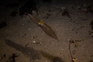 Southern Calamari Squid