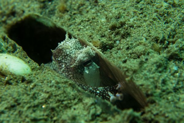 Coconut Octopus - Photo 1