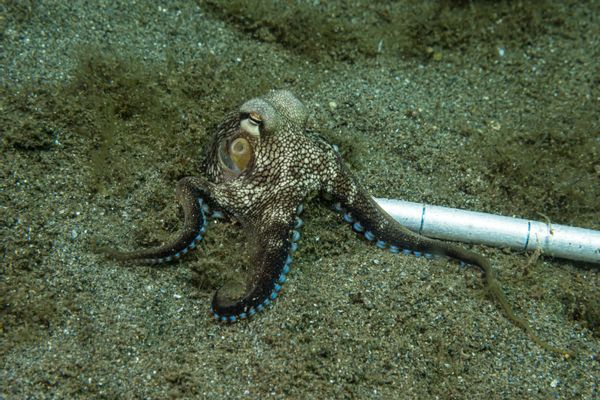 Coconut Octopus - Photo 2