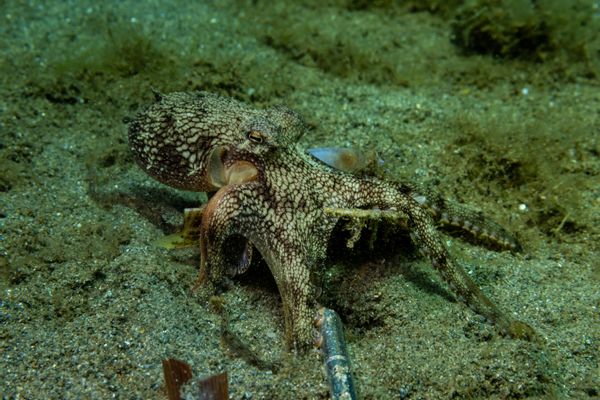Coconut Octopus - Photo 3