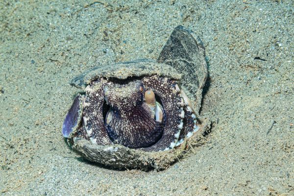 Coconut Octopus - Photo 4